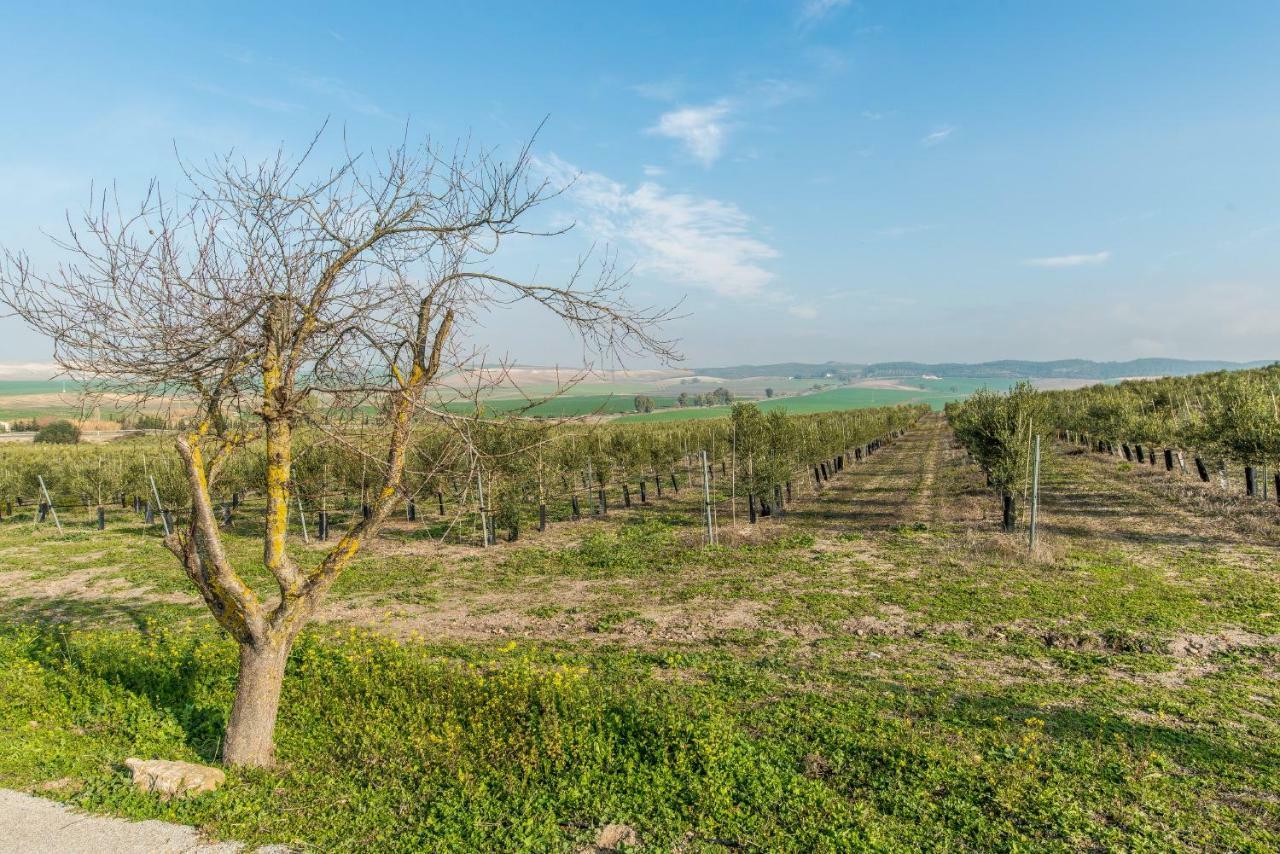 Vivienda Rural Olivar De San Telmo Arcos de la Frontera Extérieur photo